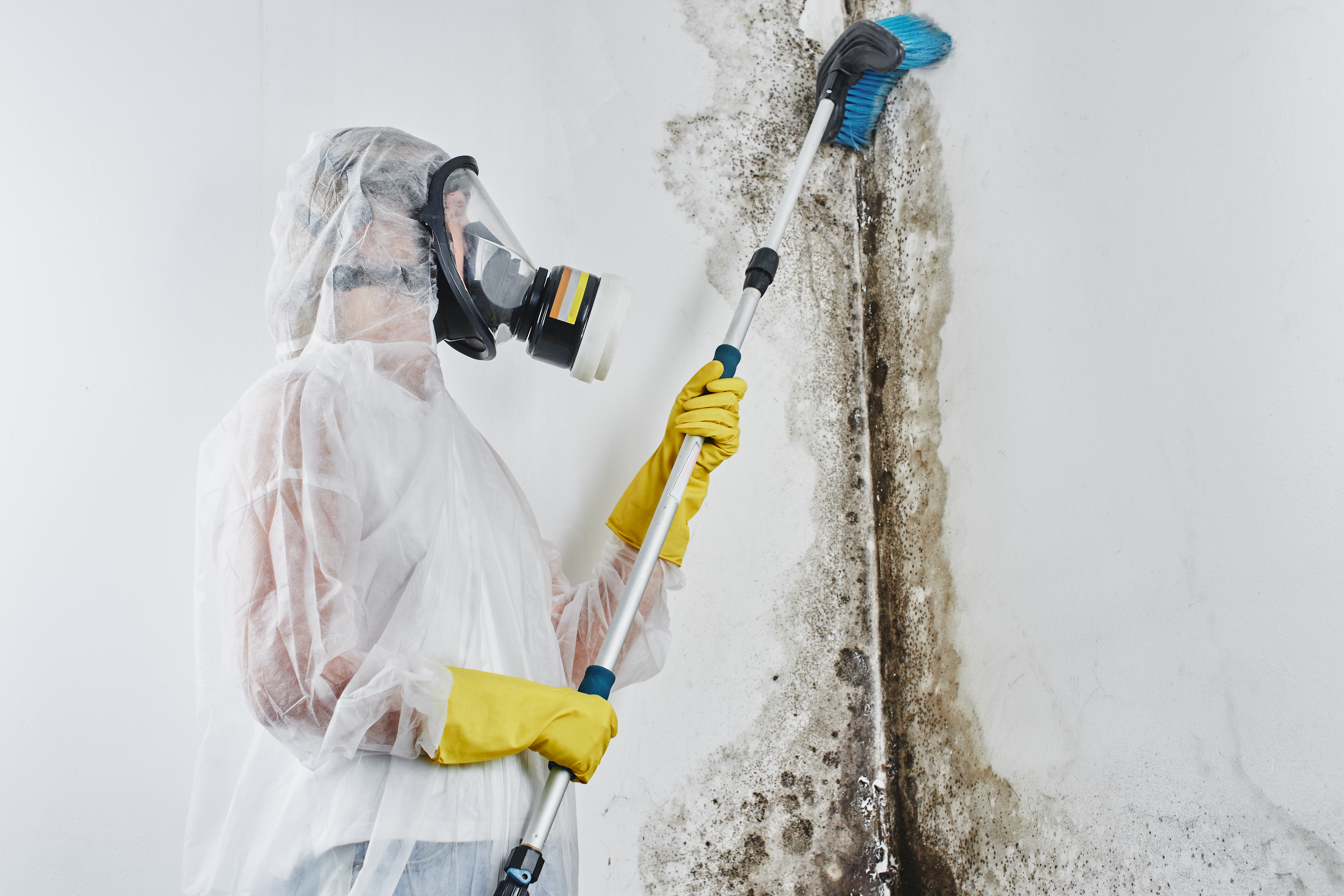 Mold Remediation Services